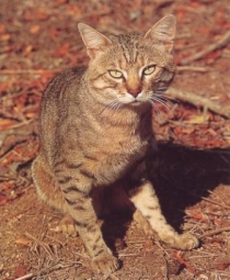 felix sylvestris lybica Felis silvestris lybica