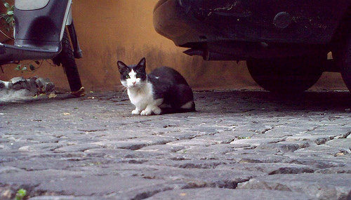 gatto di trastevere_(C) luigi rosa